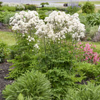 Thalictrum 'Cotton Ball'