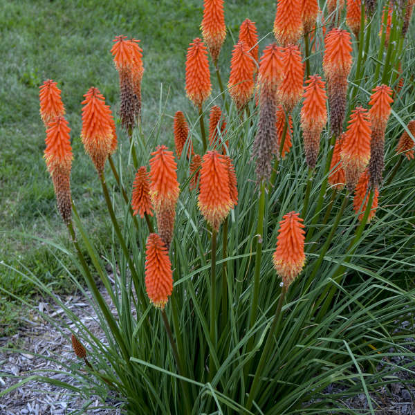 Kniphofia 'Joker's Wild' Red Hot Poker