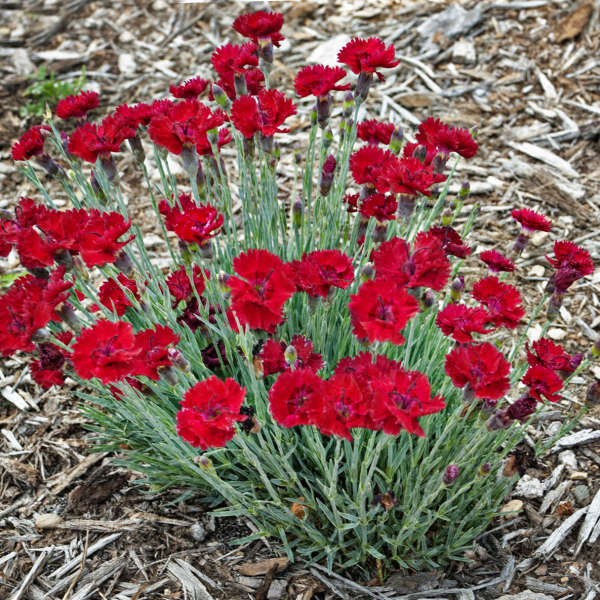 Dianthus FIRE STAR Pinks
