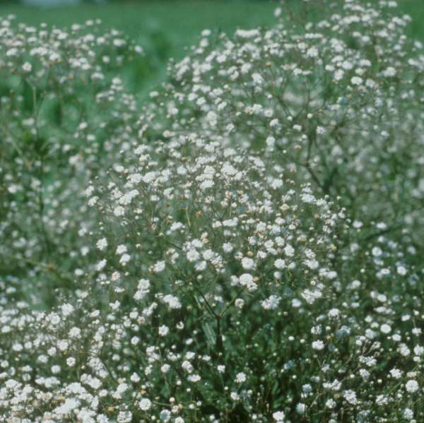 Pink Fairy Baby's Breath (Gypsophila paniculata 'Pink Fairy') in