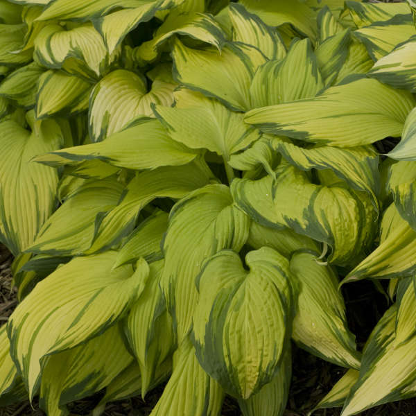 Hosta 'On Stage' Hosta