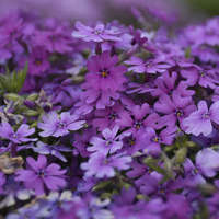 Phlox 'Rocky Road Magenta' PPAF | Walters Gardens, Inc.