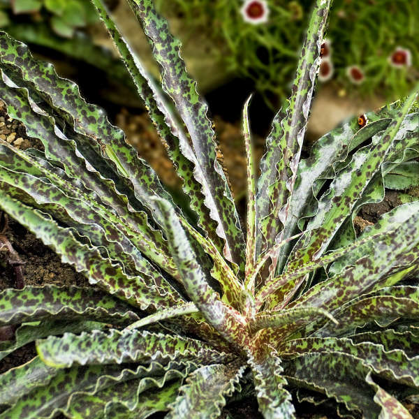 Manfreda 'Chocolate Chips' Perennial Deciduous Agave