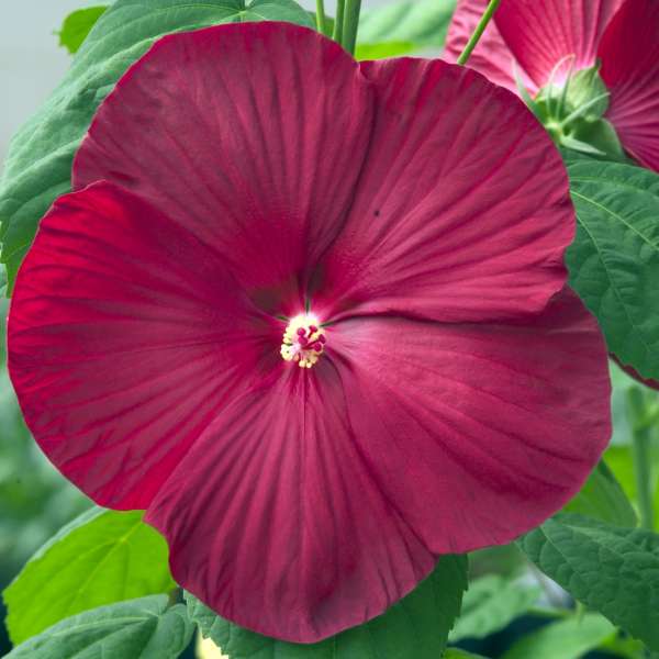 Hibiscus 'Luna Red' Rose Mallow