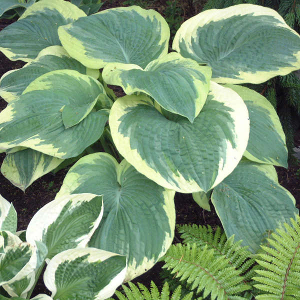 Hosta 'Northern Exposure' Hosta