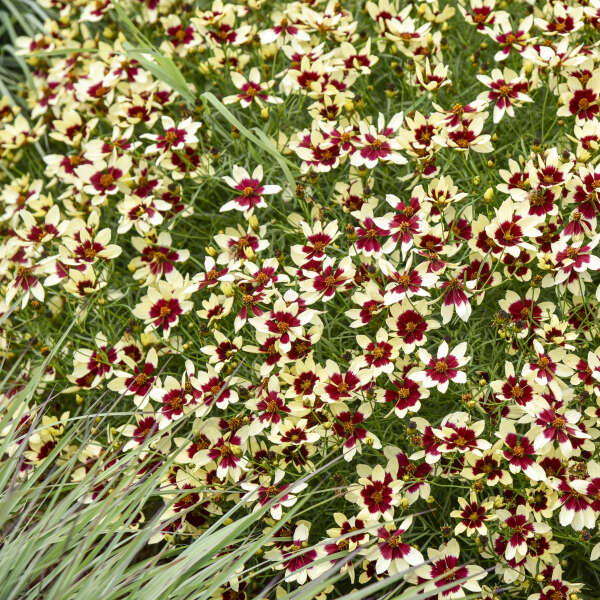 Coreopsis 'Creamy Calico' Threadleaf Coreopsis, Whorled Coreopsis