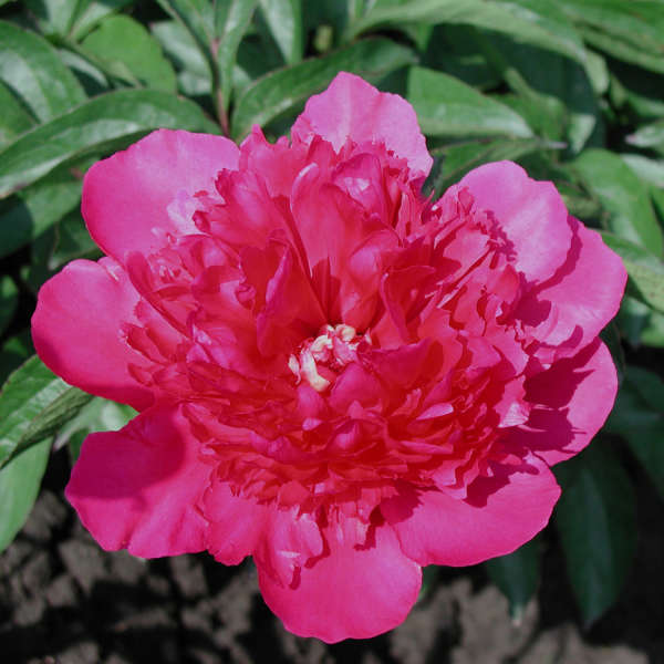 Paeonia 'Felix Supreme' Garden Peony