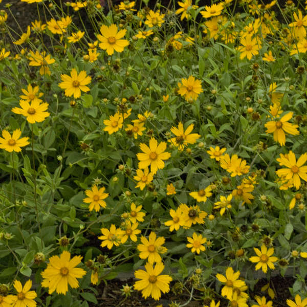 Coreopsis 'Sunshine Superman' Star Tickseed