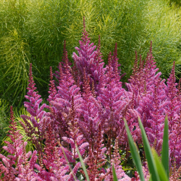 Astilbe 'Maggie Daley' Chinese Astilbe