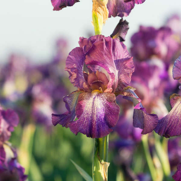 Iris 'Wine Festival' Tall Bearded Iris