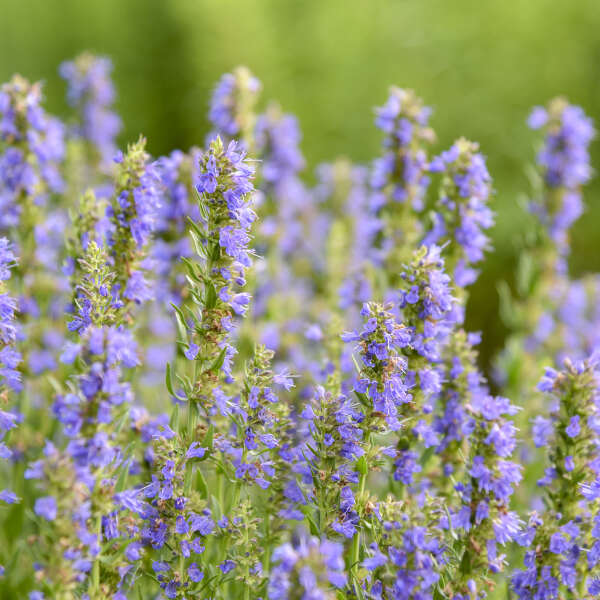 Hyssopus 'Nectar Ninja' Hyssop