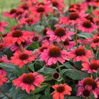 Echinacea 'Knock 'em Red'