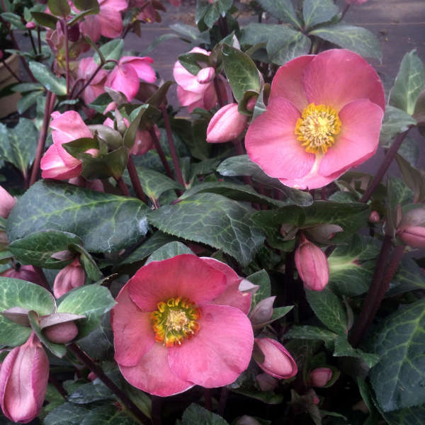 Helleborus PENNY'S PINK® Lenten Rose