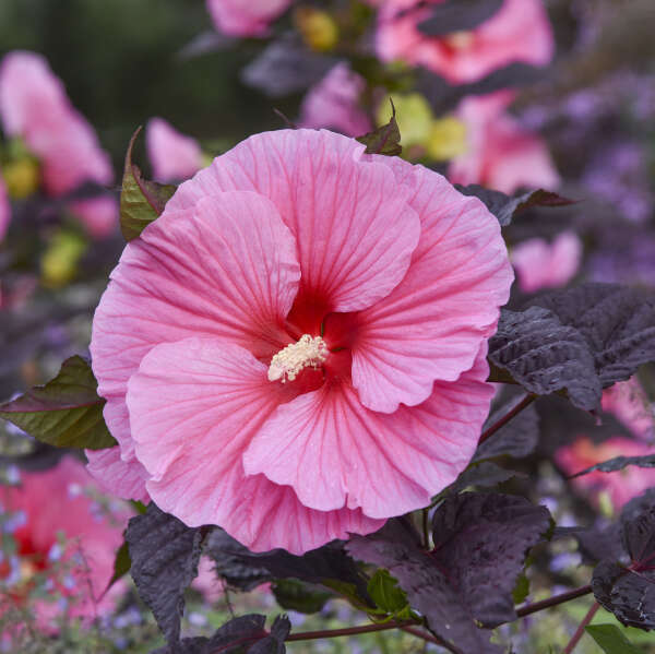 Hibiscus 'Edge of Night' Rose Mallow