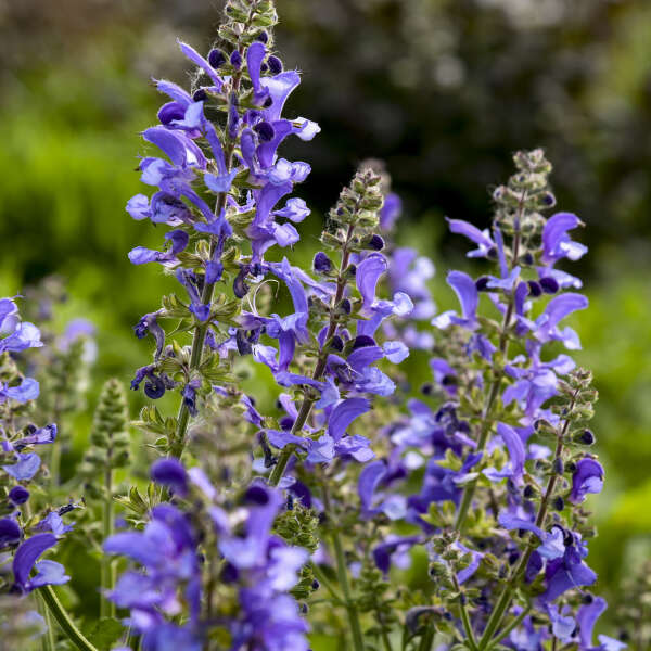 Salvia 'Big Sky' Perennial Salvia