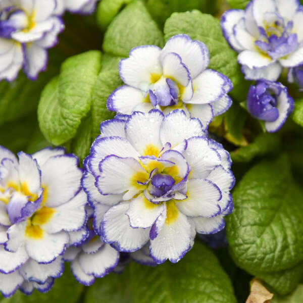 Primula BELARINA® RHAPSODY Primrose