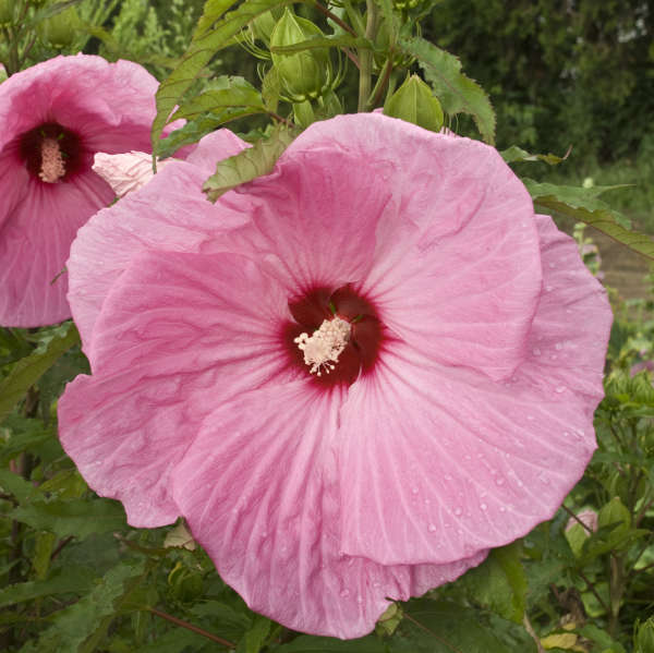 Hibiscus 'Party Favor' PP22250 | Perennial Resource
