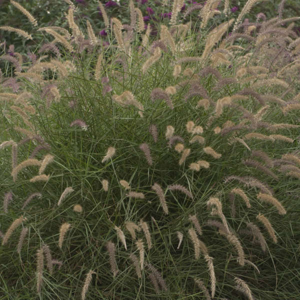 Pennisetum 'Karley Rose' Oriental Fountain Grass