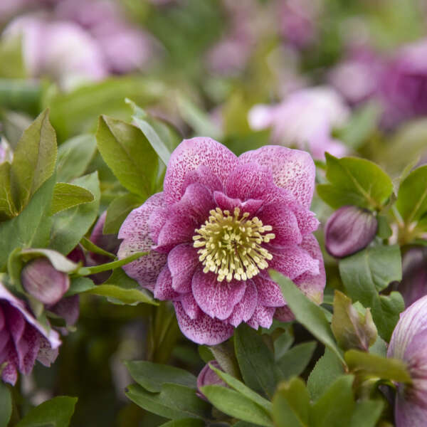 Helleborus 'Wedding Crasher' Lenten Rose