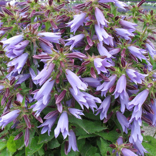 Campanula 'Viking' Bellflower