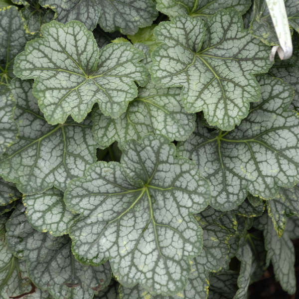 Heuchera 'Green Spice' Coral Bells