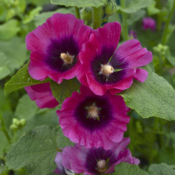 Hollyhock varieties, Alcea rosea varieties