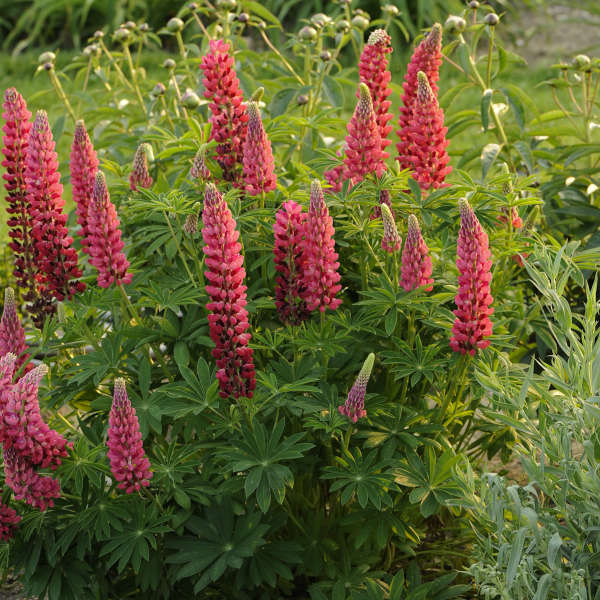 Lupinus Russell Hybrids - 'My Castle' Lupine