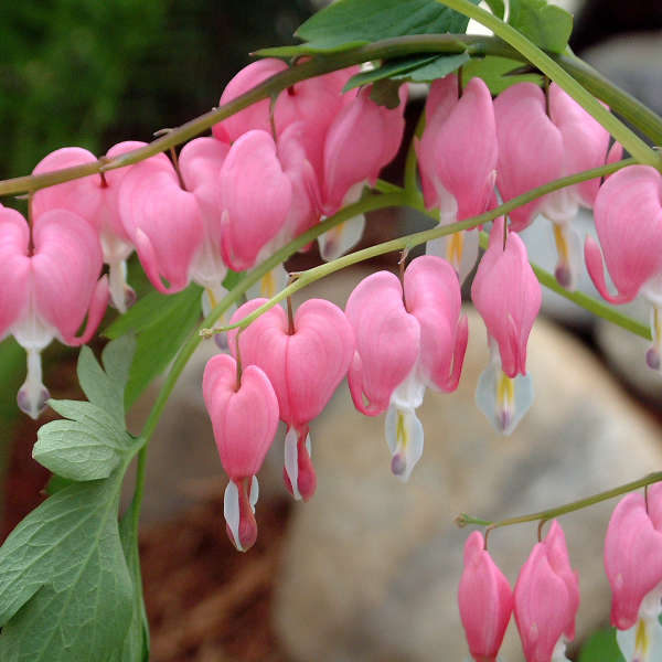 Dicentra spectabilis Old-Fashioned Bleeding Heart