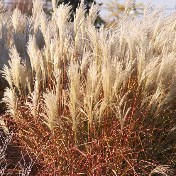 Miscanthus 'Huron Sunrise' Ornamental Grass