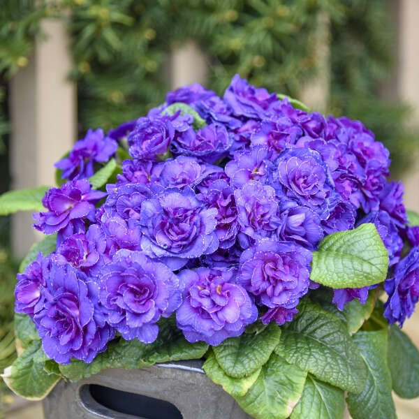 Primula 'Violetta' Primrose