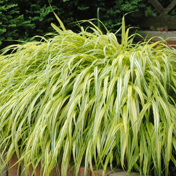 Hakonechloa 'Aureola' Hakone Grass