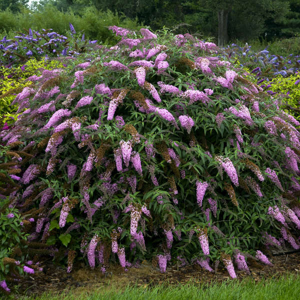 Buddleia 'Pink Cascade' Butterfly Bush