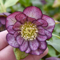 Helleborus 'Black Tie Affair'