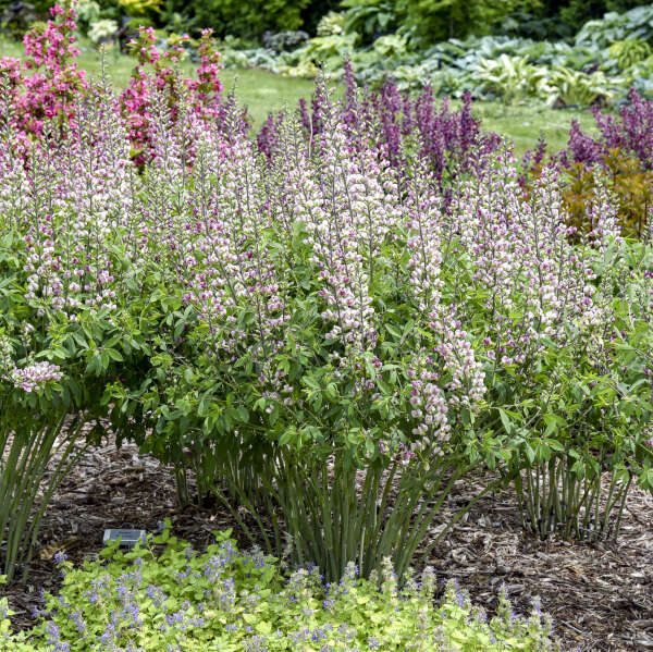 Baptisia 'Plum Rosy' False Indigo