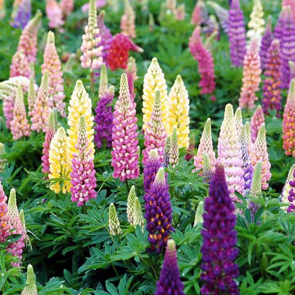 Lupinus Popsicle Series - Mixed Lupine