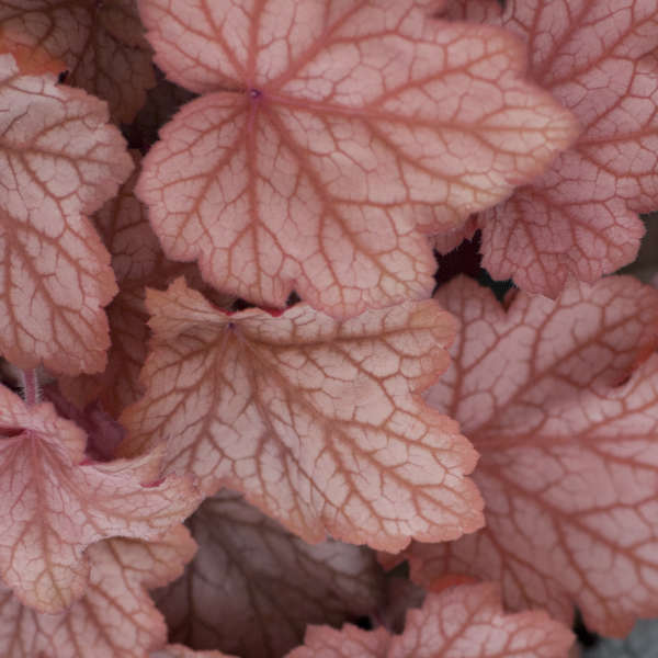 Heuchera 'Georgia Peach' Coral Bells