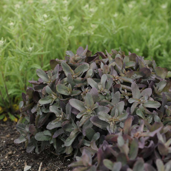 Sedum 'Postman's Pride' PP16831 | Perennial Resource