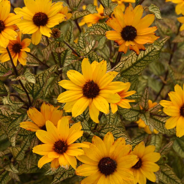 Heliopsis 'Touch of Blush' False Sunflower
