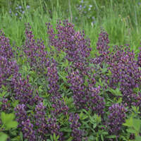 Baptisia 'Burgundy Blast'