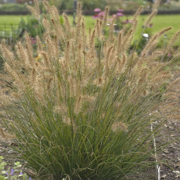 Pennisetum 'Piglet' Fountain Grass