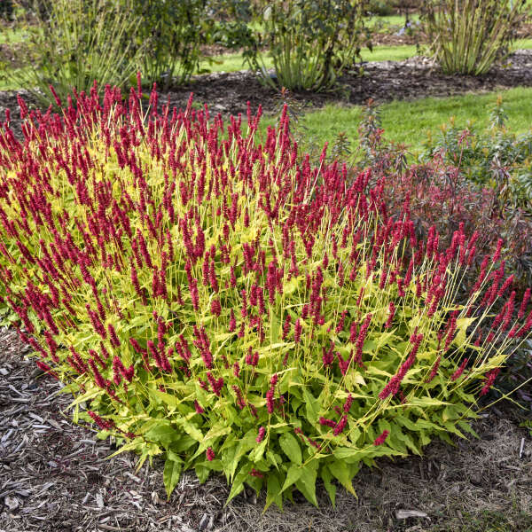 Persicaria 'Glowing Reviews' Mountain Fleece