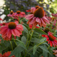 Echinacea 'Frankly Scarlet'
