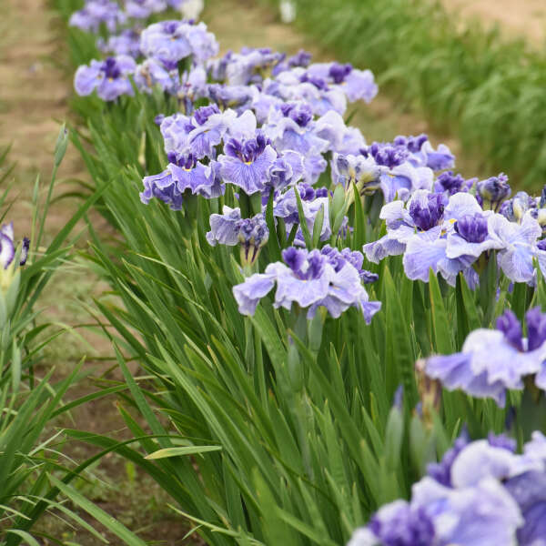 Iris 'Center of Attention' Japanese Iris