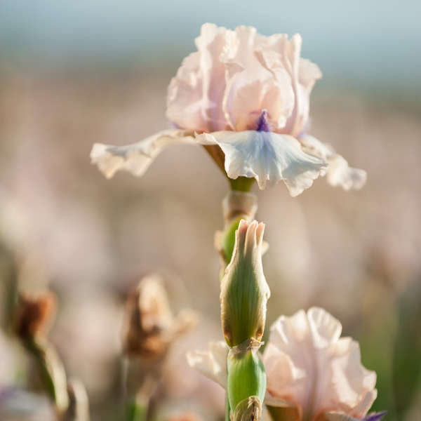 Iris 'Concertina' Perennial Resource