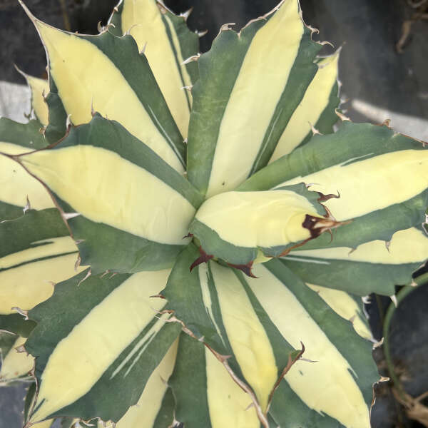 アガベ Rangers Agave titanota 'Sabertooth Tiger' PP33192 | Walters Gardens, Inc.