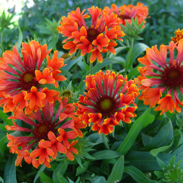 Gaillardia 'Tizzy' PP19944 | Perennial Resource