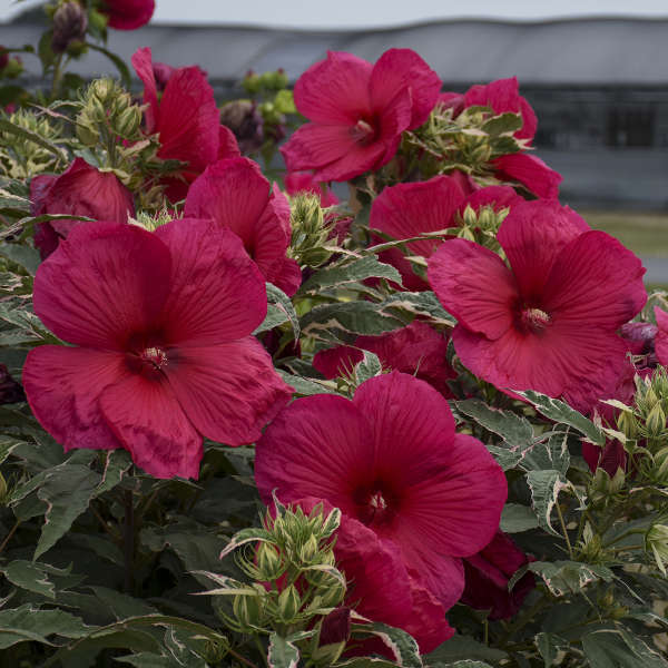 Hibiscus 'Summer Carnival' Rose Mallow