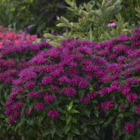 Monarda 'Grape Gumball'