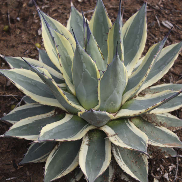 Agave 'Cream Spike' Agave