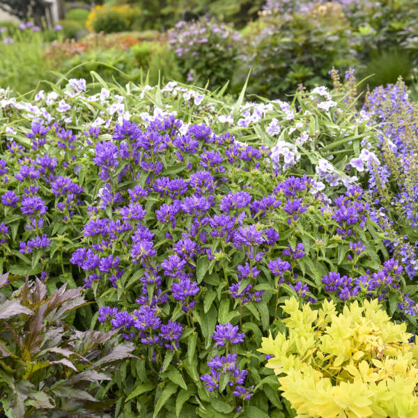 Campanula 'Bells and Whistles' Clustered Bellflower